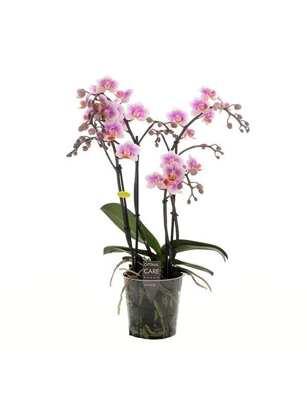 Phalaenopsis multiflora havana