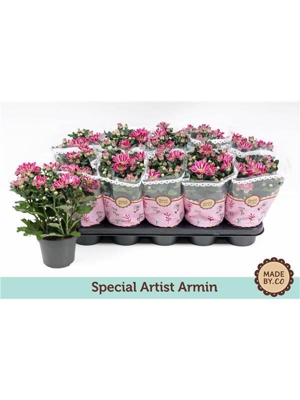 Chrysanthemum ind. 'Artistic Armin'