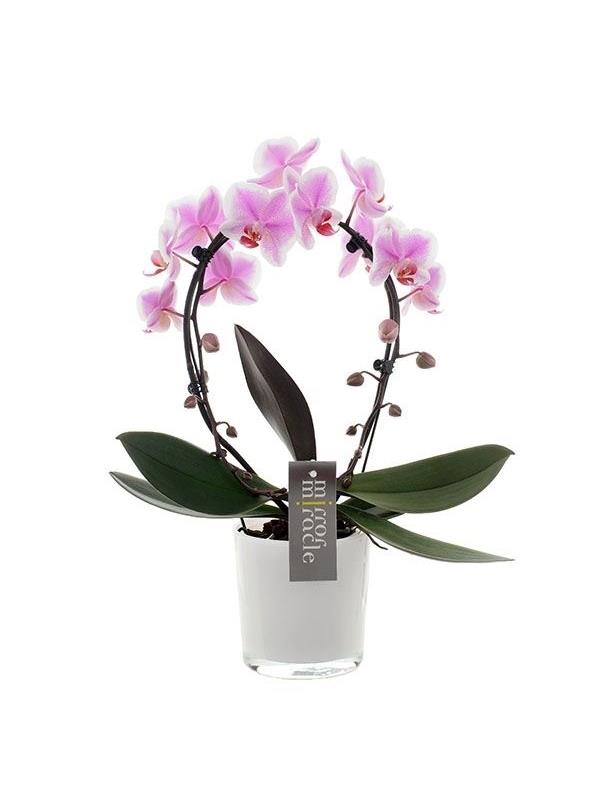 Phalaenopsis mirror miracle spotted smsp