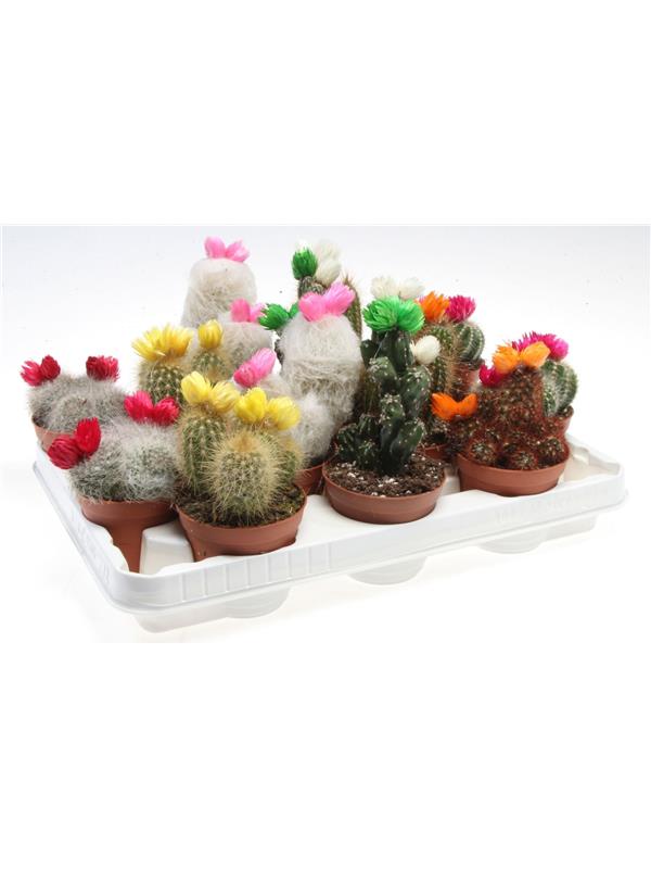 Cactus mixed straw flower 185