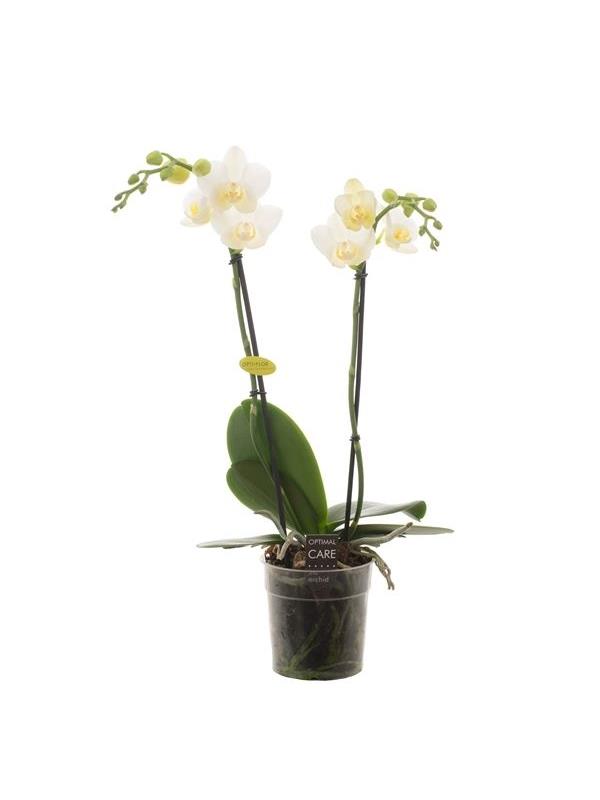 Phalaenopsis multiflora hikari