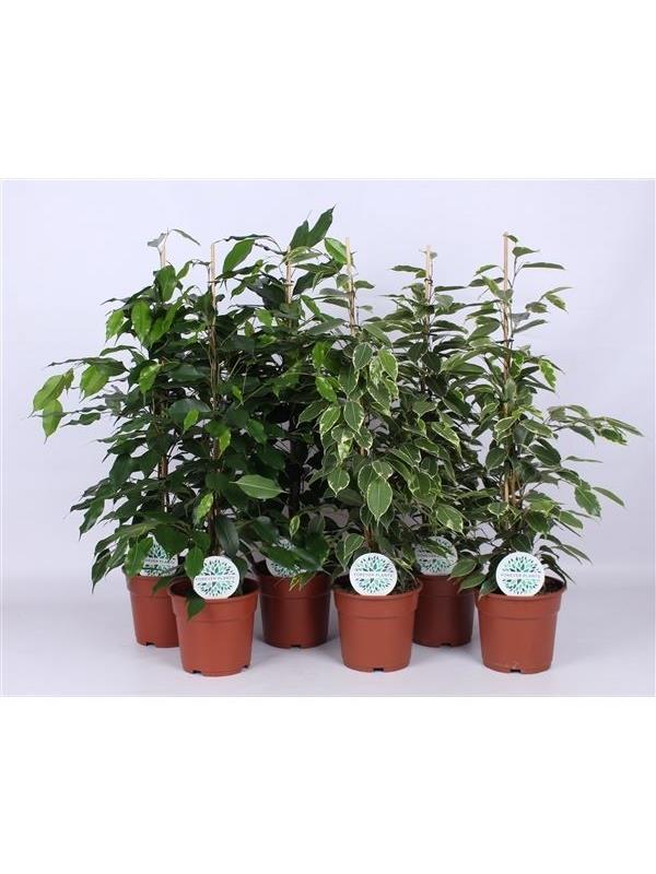 Ficus benj. mixed forever