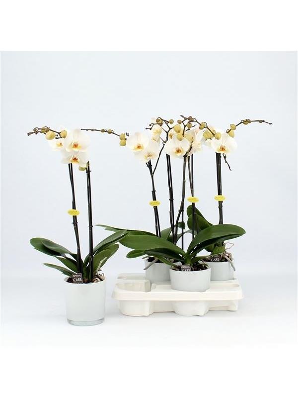 Phalaenopsis white smelkwi