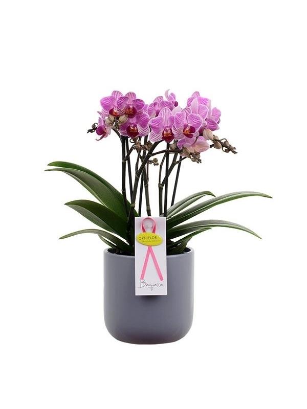 Phalaenopsis multiflora boquetto delight bdelcrb