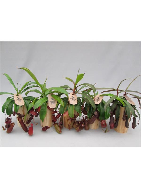 Nepenthes    ...