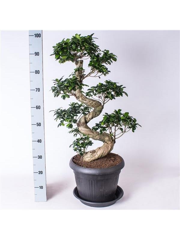 Ficus s-shape 36 in anthracite pot