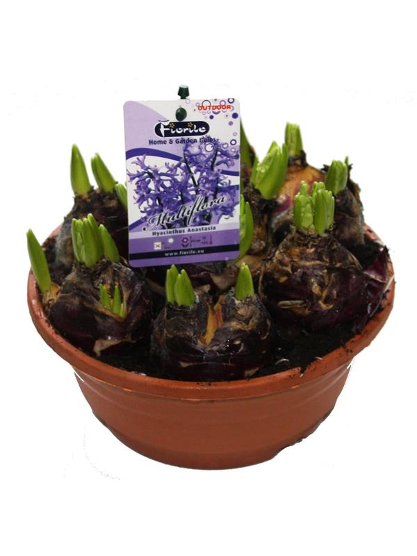Hyacinthus orie. 'Anastasia'
