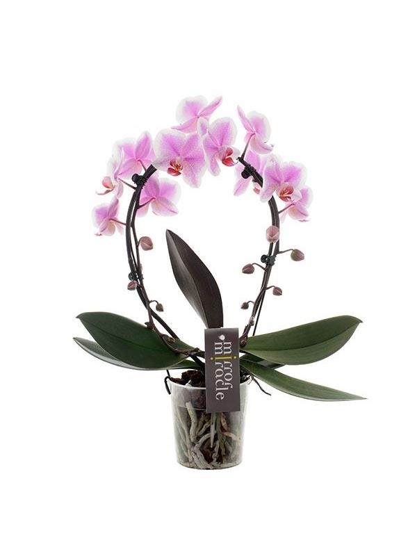 Phalaenopsis mirror miracle spotted