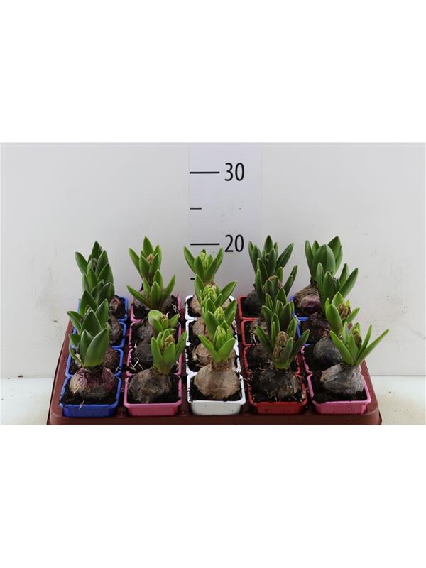 Hyacinthus mixed