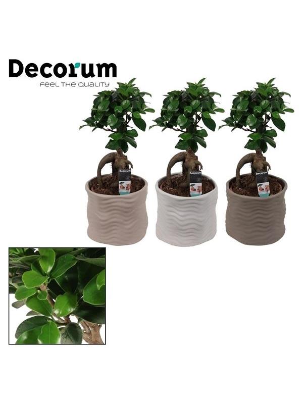 Ficus microcarpa ginseng geent f12dpny