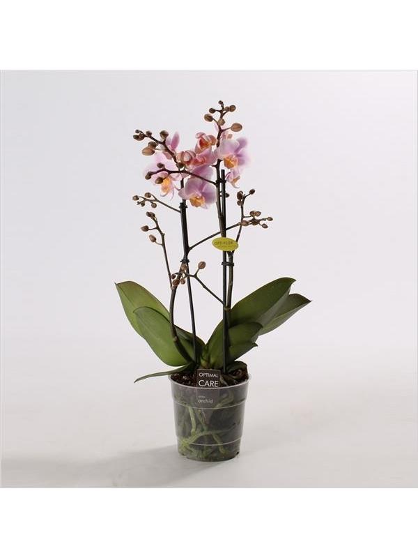 Phalaenopsis multiflora amaglad
