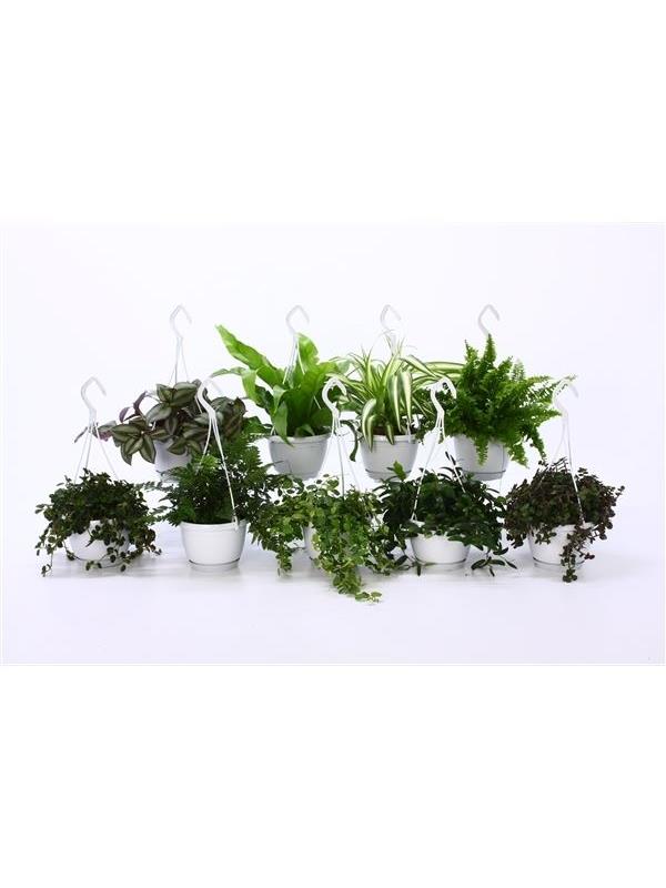 Plants mixed