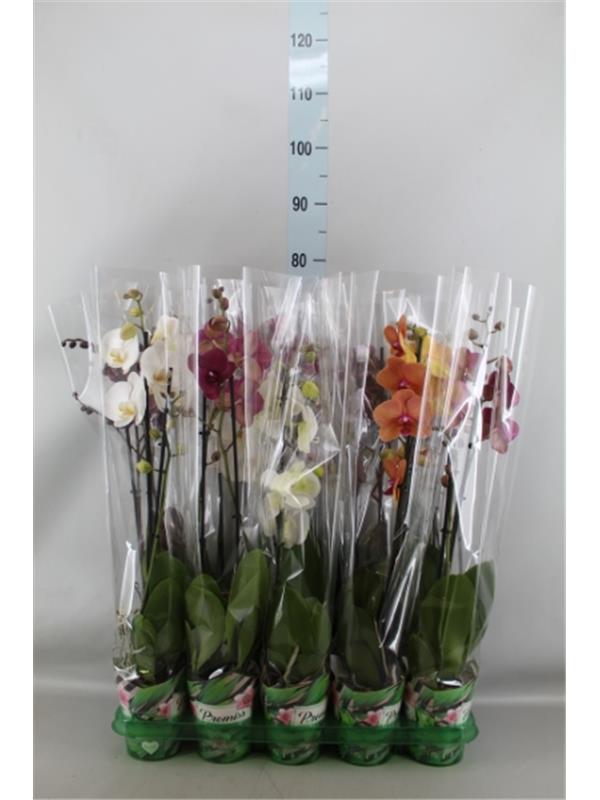 Phalaenopsis   mix