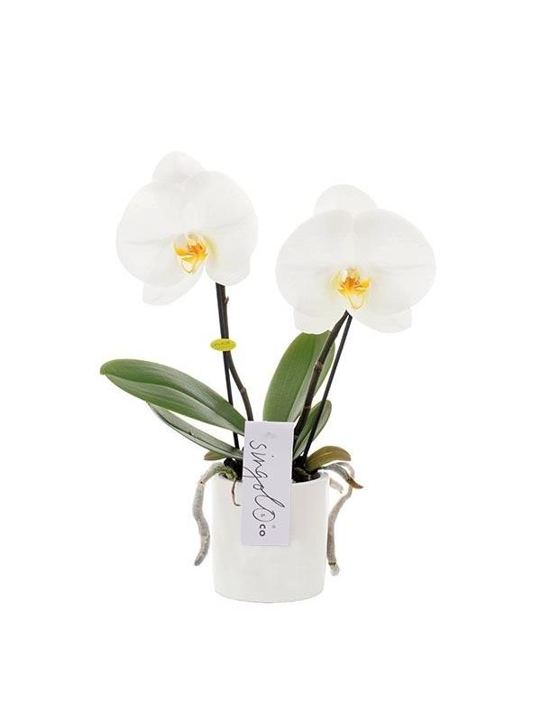 Phalaenopsis singolo & co si2tw