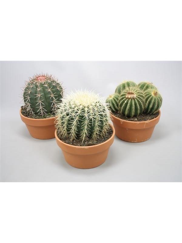 Cactus mixed bulbs in pot