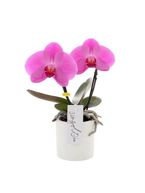 Phalaenopsis singolo & co