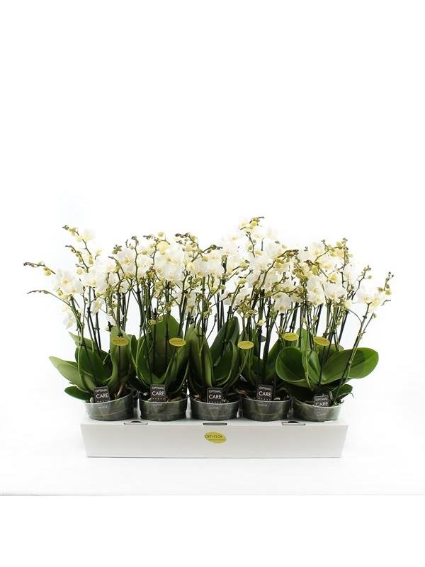 Phalaenopsis multiflora white