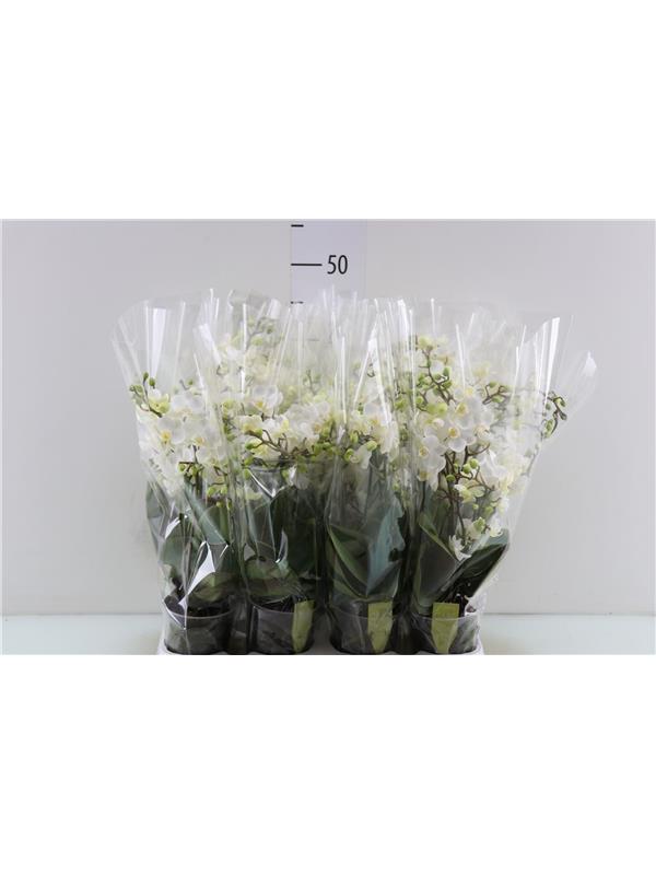 Phalaenopsis white multiflora