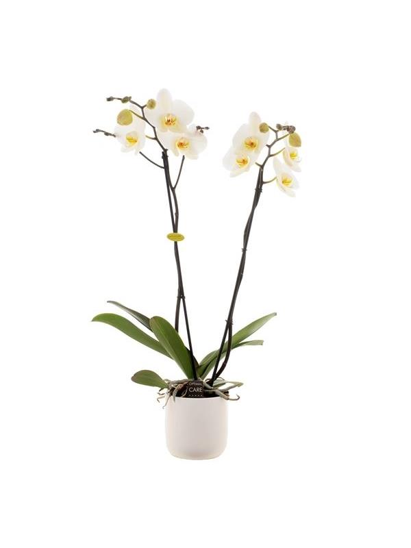 Phalaenopsis white gbw26kw