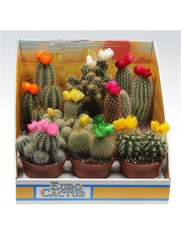 Cactus mixed straw flower 1035