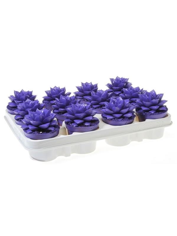 Echeveria purper blue violet 9359