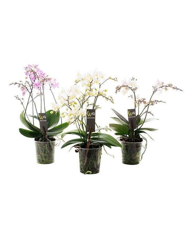 Phalaenopsis multiflora willd mixed
