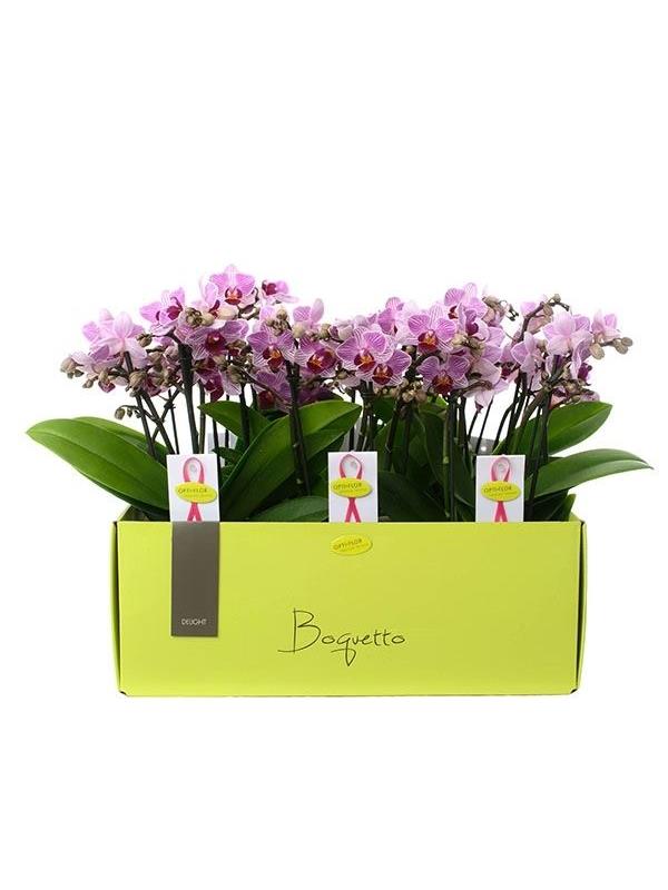 Phalaenopsis multiflora boquetto delight
