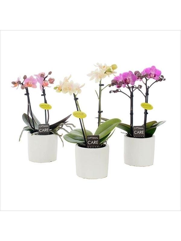 Phalaenopsis multiflora mixed 7kr2w