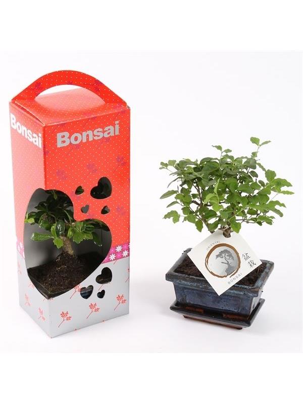 Bonsai mixed  in giftbox hearts