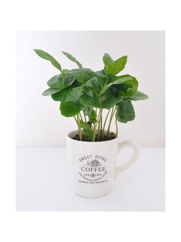 Coffea arabica cof07-kmw