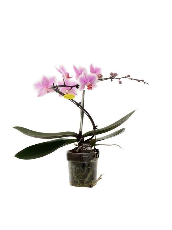 Phalaenopsis balletto spotted