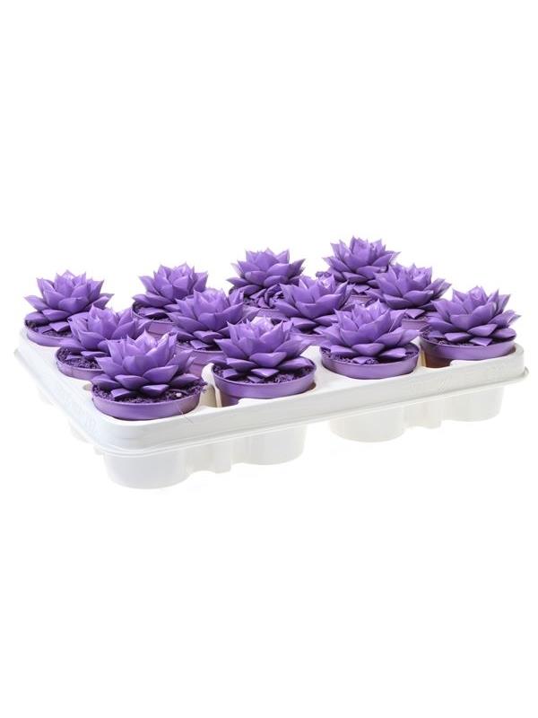 Echeveria purper lilac 9362