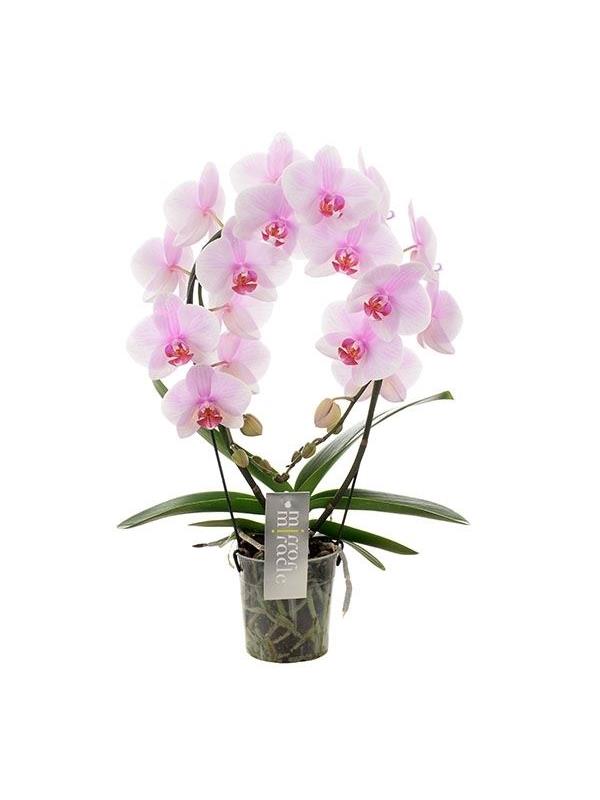 Phalaenopsis mirror miracle pink