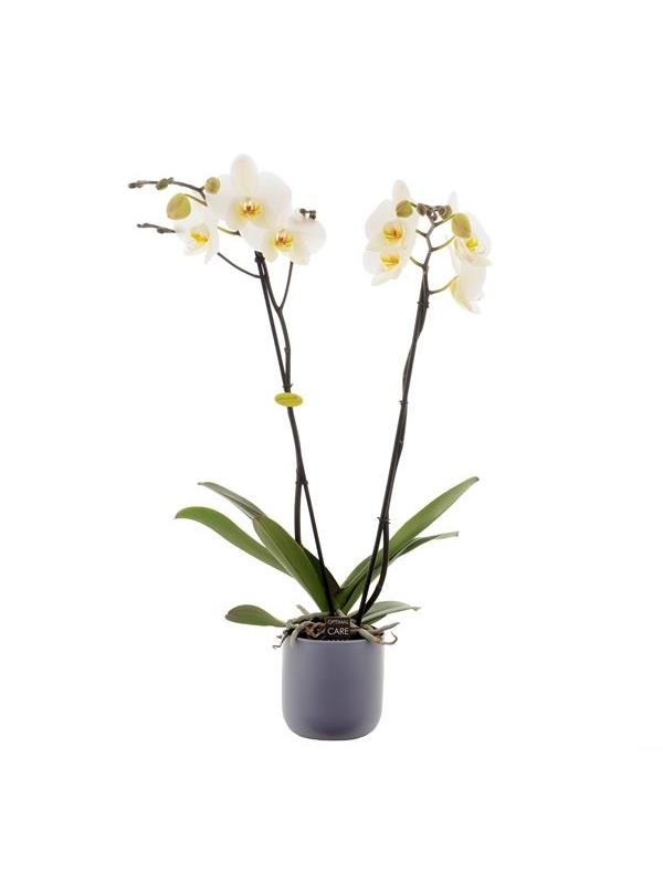 Phalaenopsis white gbw26kb