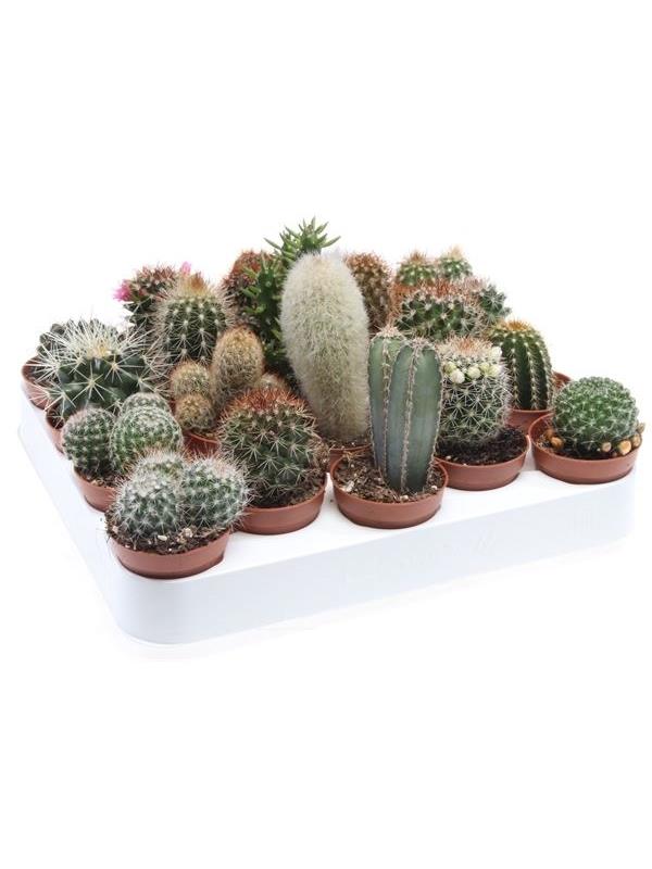 Cactus mixed 100