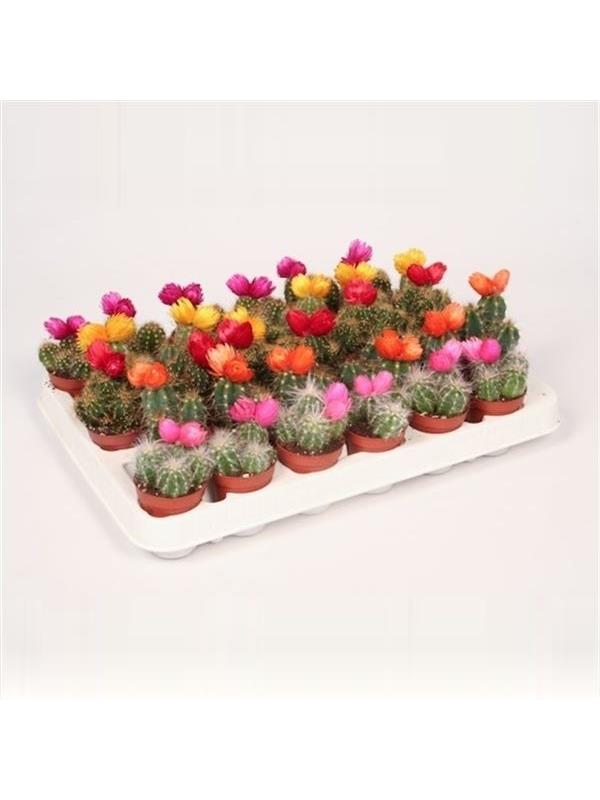 Cactus mixed straw flower 181
