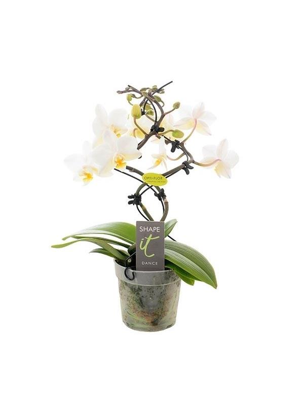 Phalaenopsis multiflora dance shape-it