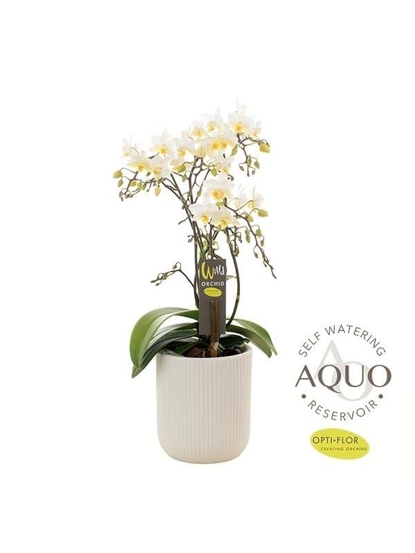Phalaenopsis multiflora willd white w12arw