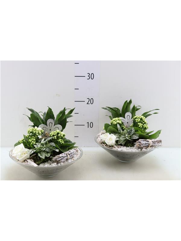 plants in bowl L%