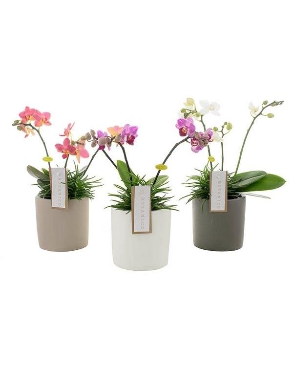 Phalaenopsis multiflora mixed 7g3bs