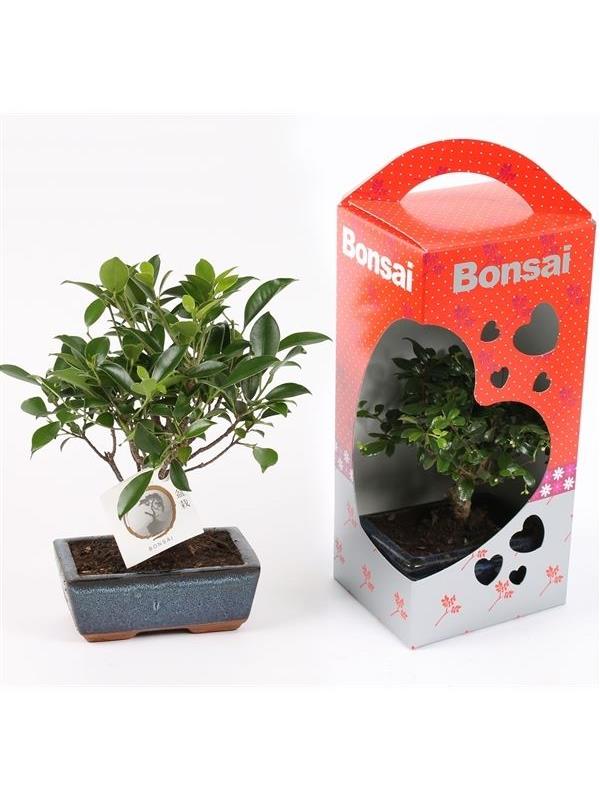 Bonsai mixed in giftbox hearts