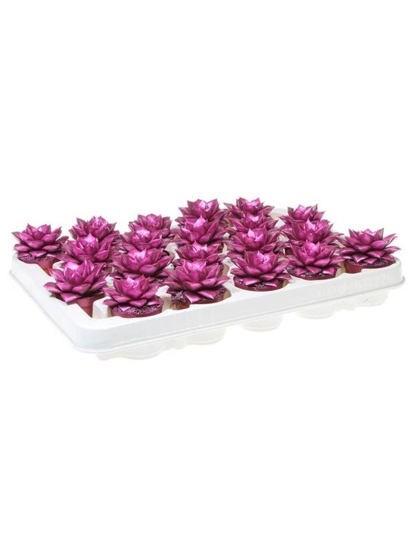 Echeveria purper metallic pink 9261
