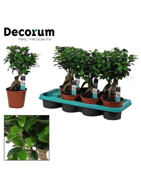 Ficus microcarpa ginseng geent