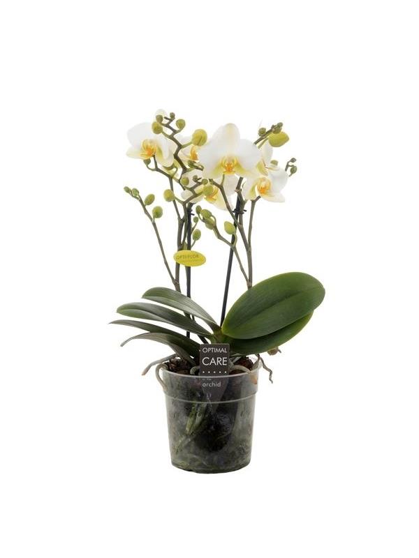 Phalaenopsis multiflora lausanne