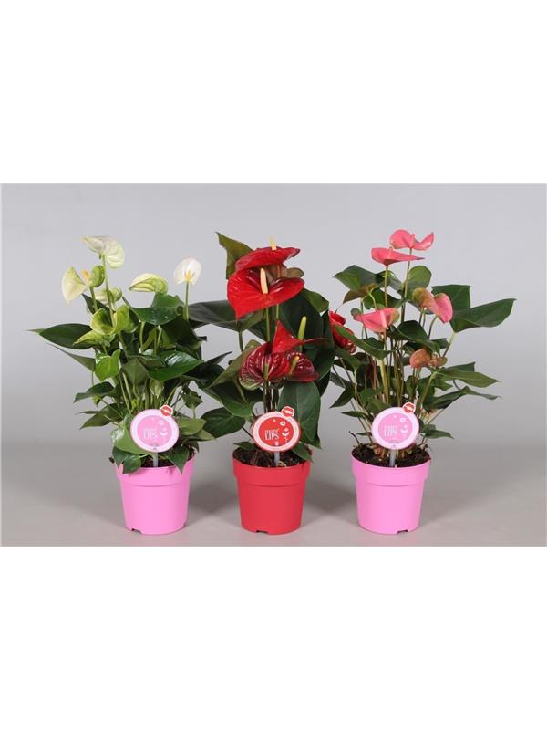 Anthurium andr. mixed morelips