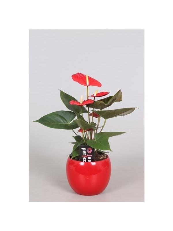 Anthurium andr. red fp026-51002