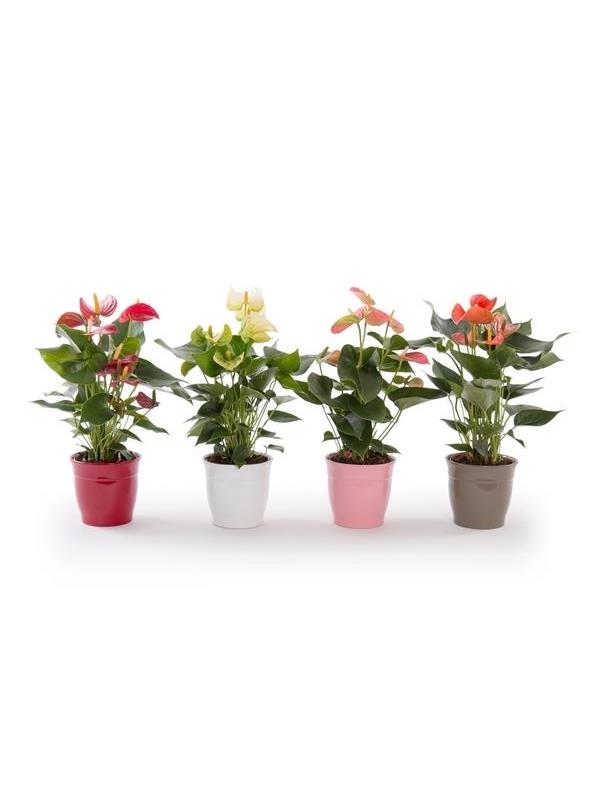 Anthurium andr. mixed www026-51350