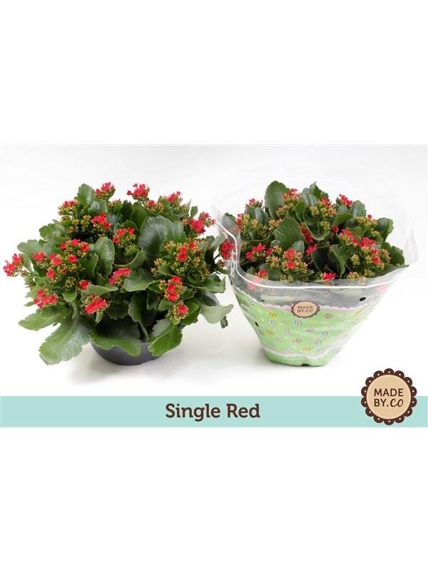 Kalanchoe red