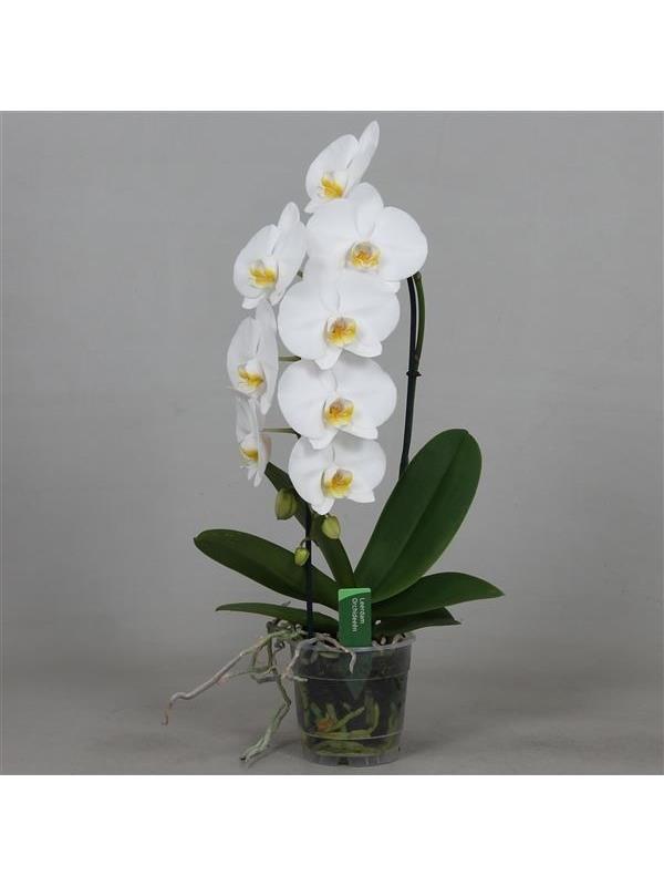 Phalaenopsis white cascade