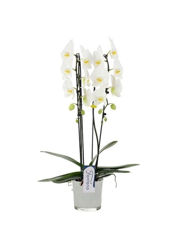 Phalaenopsis white cascade g100